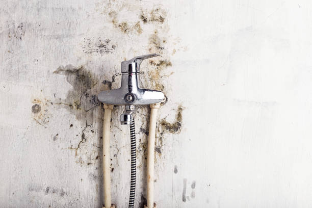 Best Mold Removal and Inspection  in Chesnut Hill, PA
