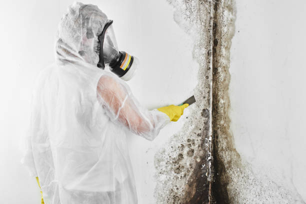 Best Crawl Space Mold Removal  in Chesnut Hill, PA