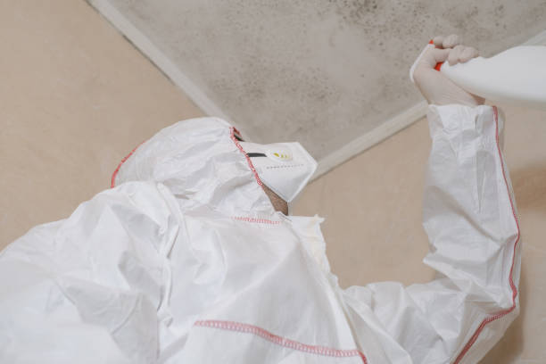 Best Attic Mold Removal  in Chesnut Hill, PA