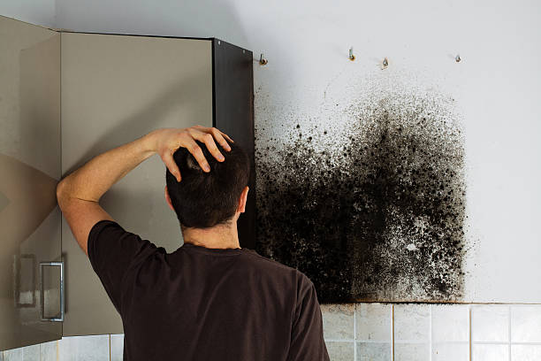Best Residential Mold Removal  in Chesnut Hill, PA