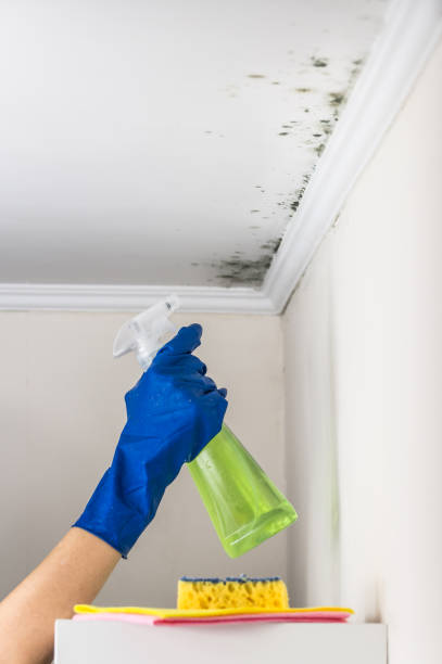 Best Mold Removal Process  in Chesnut Hill, PA